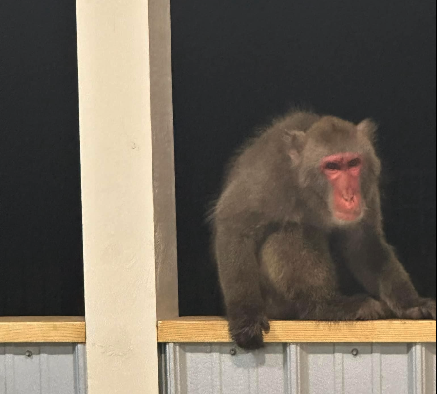 ‘Bradley’ The Escaped Monkey Captured In South Carolina